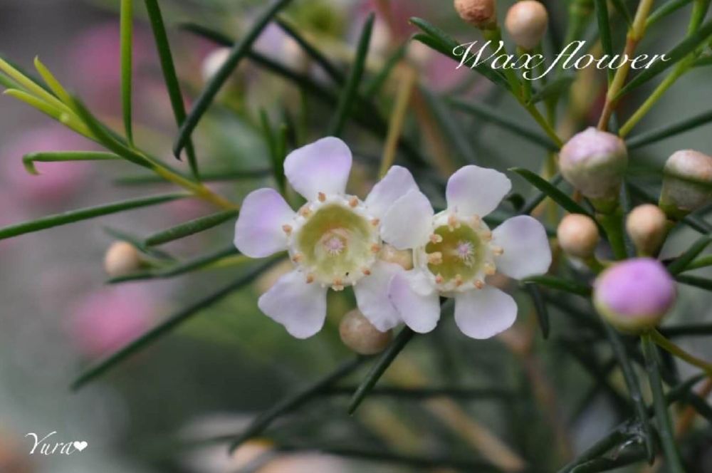 ワックスフラワー