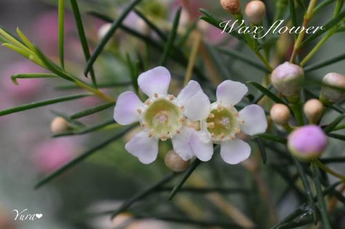 ワックスフラワーの花言葉 白や赤などの種類 花の特徴やドライでも楽しめる Greensnap グリーンスナップ