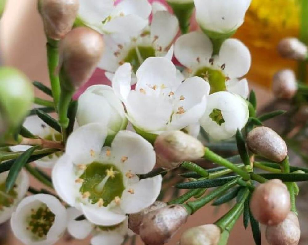 ワックスフラワー