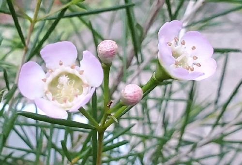 ワックスフラワーの花言葉 白や赤などの種類 花の特徴やドライでも楽しめる Greensnap グリーンスナップ