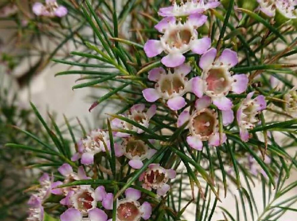 ワックスフラワー