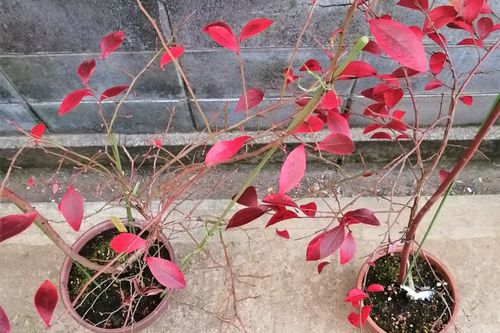 ブルーベリーの植え替え方法 目的や適した時期は 地植えの場合も必要 Greensnap グリーンスナップ ブルーベリーの植え替え方法 目的や適した時期は 地植えの場合も必要 Greensnap グリーンスナップ