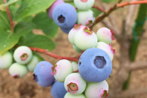 ブルーベリーの植え替え方法 目的や適した時期は 地植えの場合も必要 Greensnap グリーンスナップ