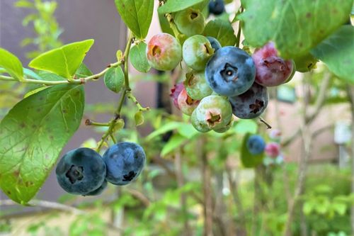 ブルーベリーの植え替え方法 目的や適した時期は 地植えの場合も必要 Greensnap グリーンスナップ ブルーベリーの植え替え方法 目的や適した時期は 地植えの場合も必要 Greensnap グリーンスナップ