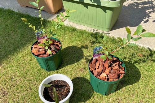 ブルーベリーの植え替え方法 目的や適した時期は 地植えの場合も必要 Greensnap グリーンスナップ ブルーベリーの植え替え方法 目的や適した時期は 地植えの場合も必要 Greensnap グリーンスナップ