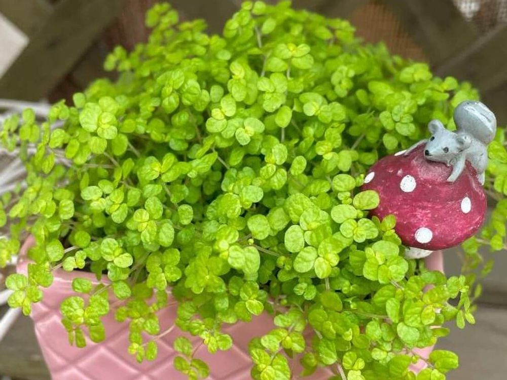 ベビーティアーズ　鉢植え　葉