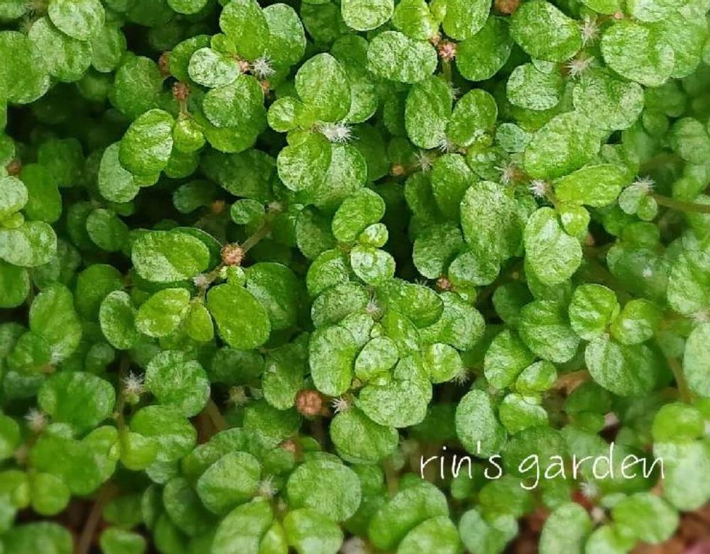 ベビーティアーズ　葉