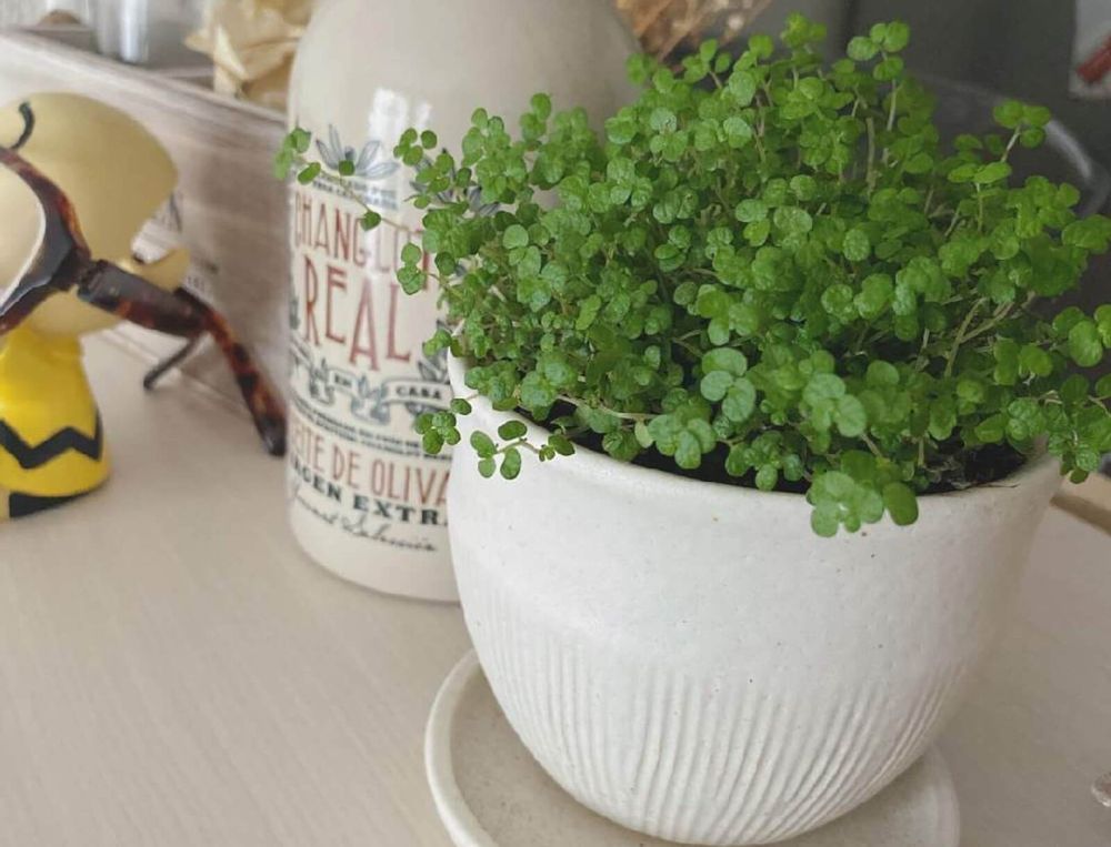 ベビーティアーズ　鉢植え　葉