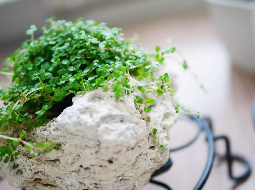 ベビーティアーズ　葉