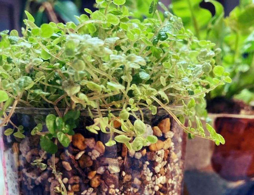 ベビーティアーズ　葉　用土