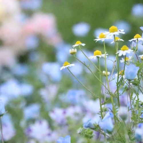 かっこいい意味を持つ花言葉 正義 天下無敵 どんな花がある Greensnap グリーンスナップ