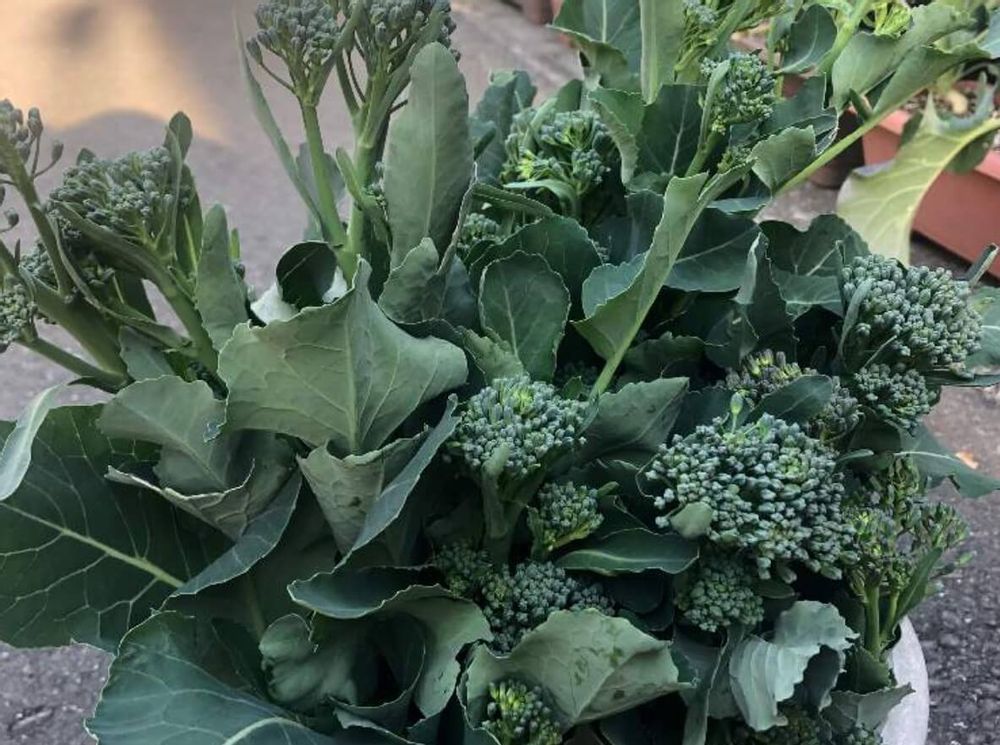 茎ブロッコリー