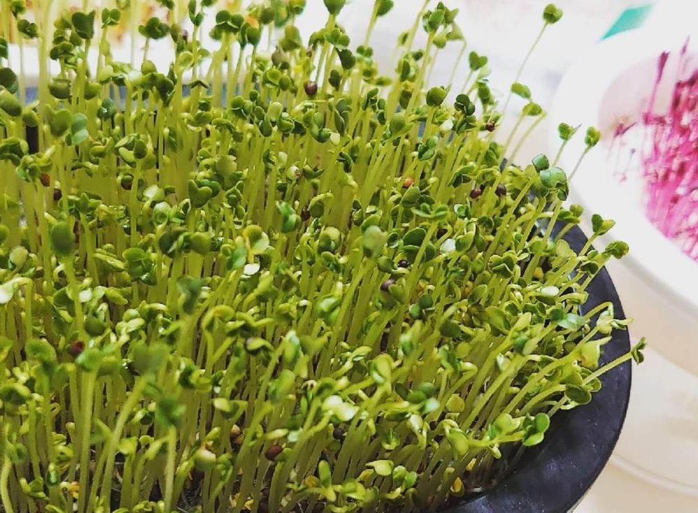 ブロッコリースプラウト