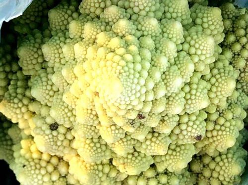 ブロッコリーの種類 似ているロマネスコ カリフラワーとはどんな野菜 Greensnap グリーンスナップ