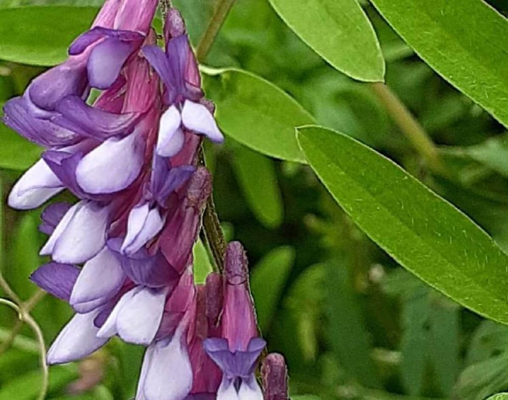 ヘアリーベッチ