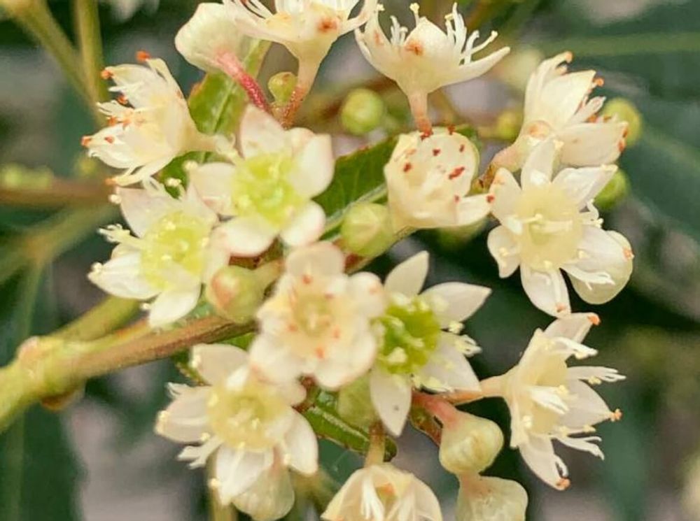 クリスマスブッシュ