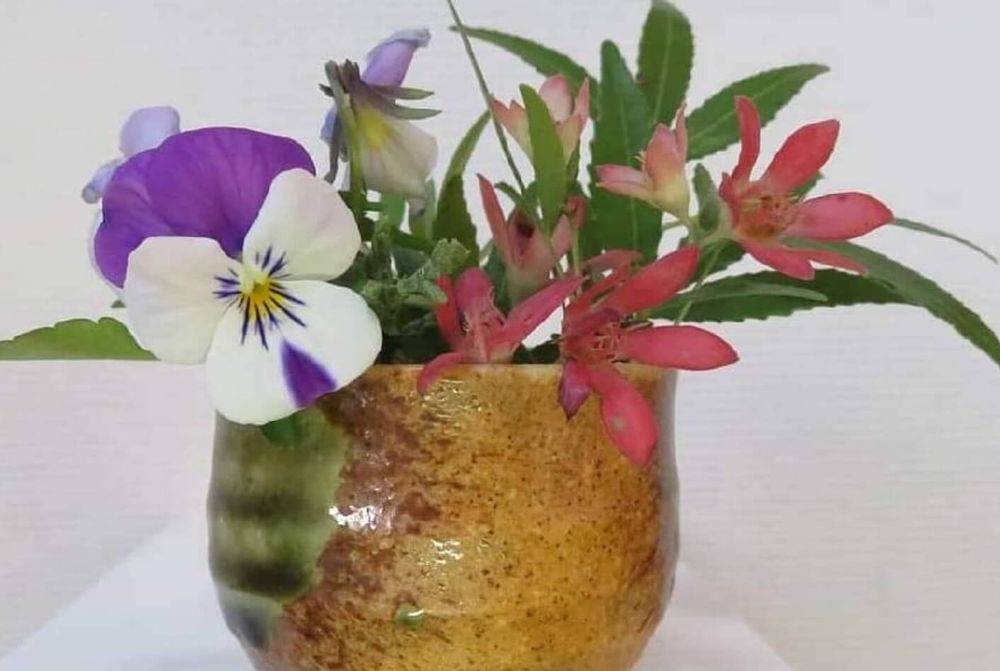 クリスマスブッシュ