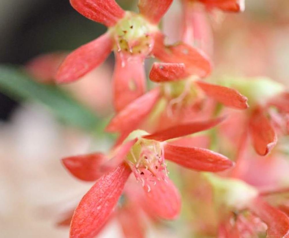 クリスマスブッシュ