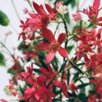 クリスマスブッシュの育て方｜育てる場所は挿し木での増やし方、耐寒性は？の画像