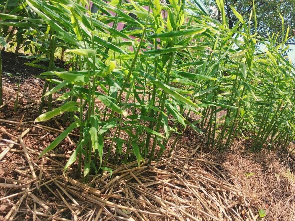 生姜　ショウガ　しょうが