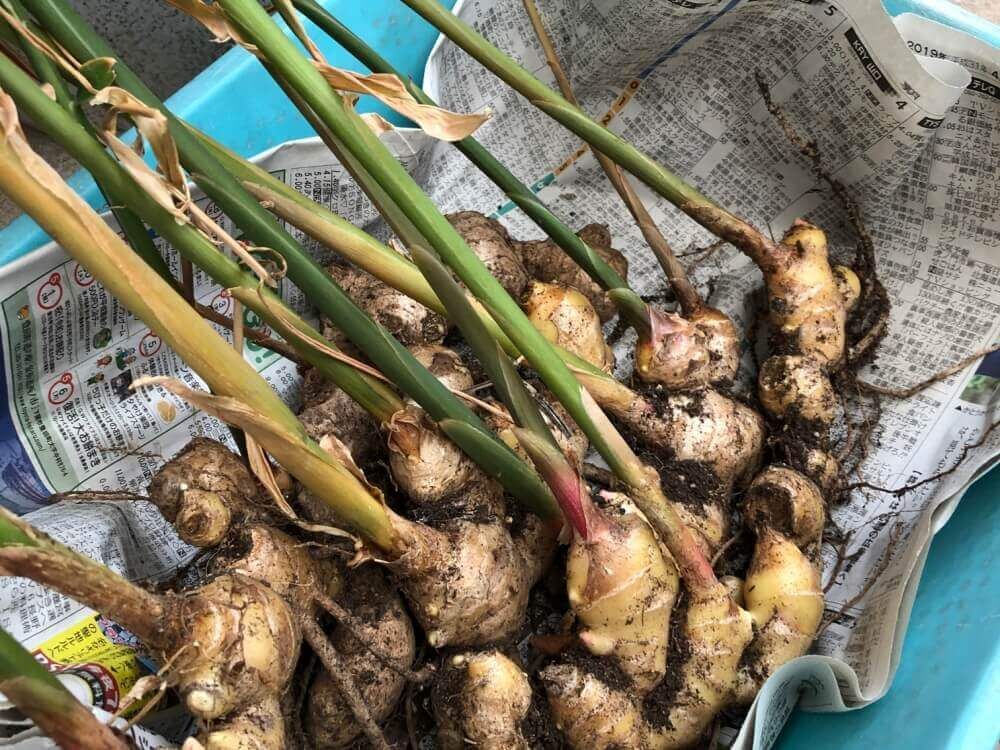 生姜　ショウガ　しょうが