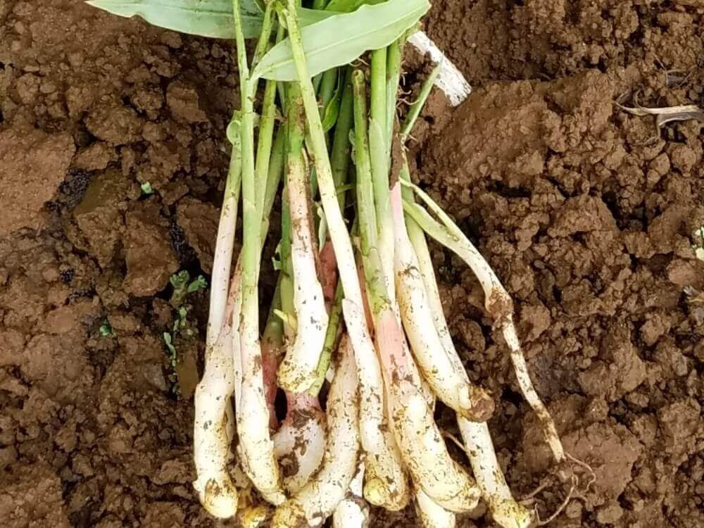 筆生姜　矢生姜