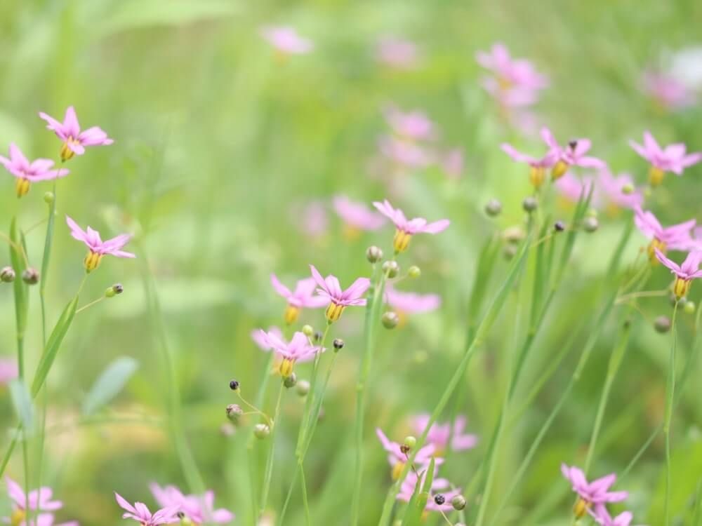 ニワゼキショウ