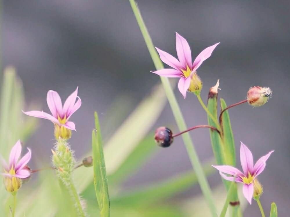 ニワゼキショウ