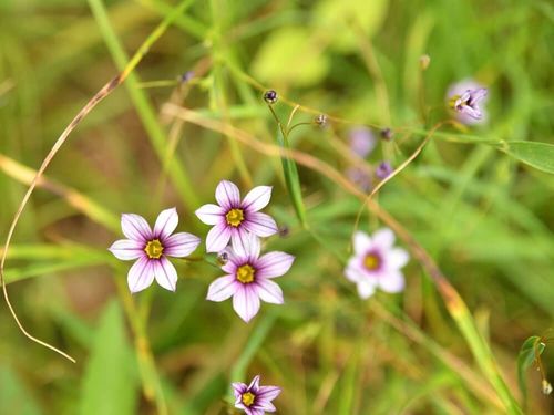 ニワゼキショウ 庭石菖 の育て方 種まき時期は どんな花言葉 Greensnap グリーンスナップ