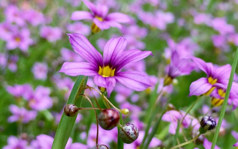 ニワゼキショウ