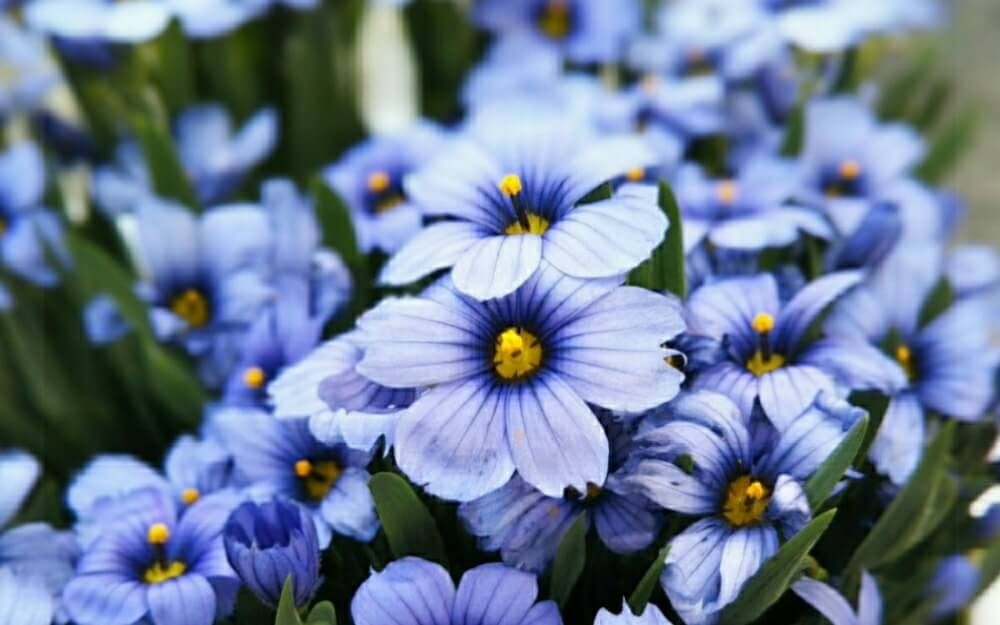 ニワゼキショウ