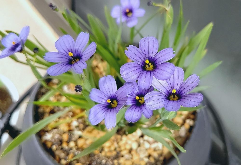 ニワゼキショウ