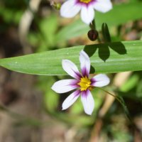 ニワゼキショウ(庭石菖)の育て方｜種まき時期は？どんな花言葉？の画像