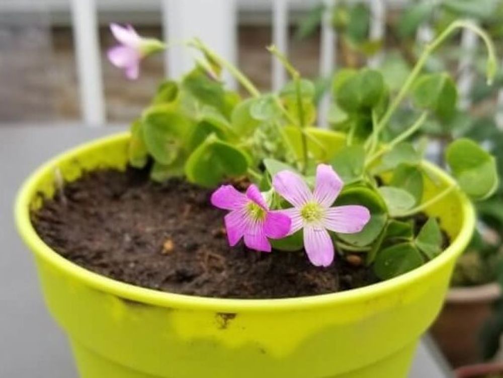 ムラサキカタバミ　鉢植え　ピンク色の花