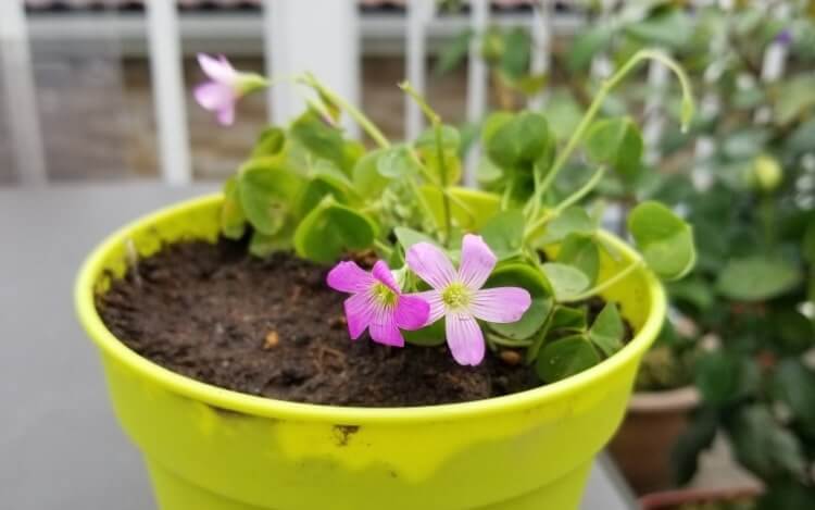 紫杉菜的培育方法 花的特征和开花时间是什么 花语的意思是 爱花园