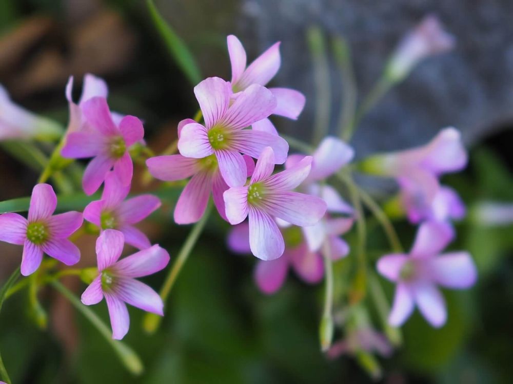 ムラサキカタバミ　ピンク色の花