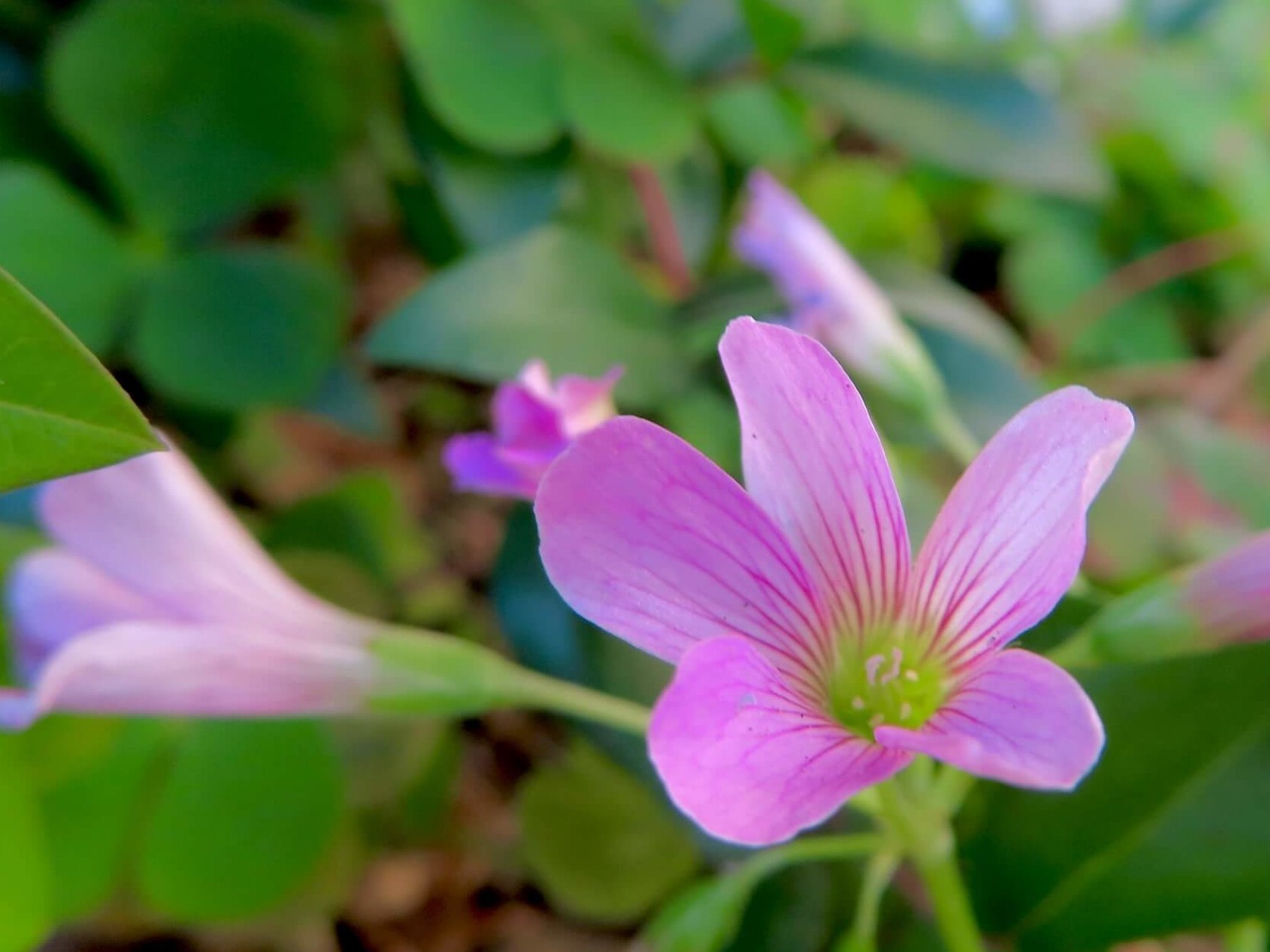 ムラサキカタバミの育て方 花の特徴や開花時期は 花言葉の意味は Greensnap グリーンスナップ