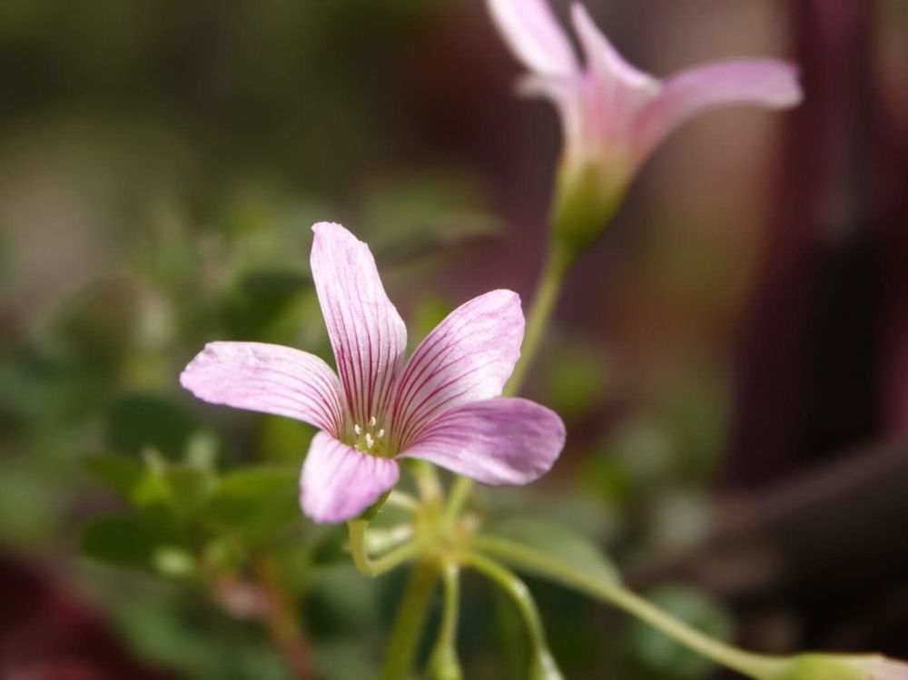 ムラサキカタバミ　ピンク色の花