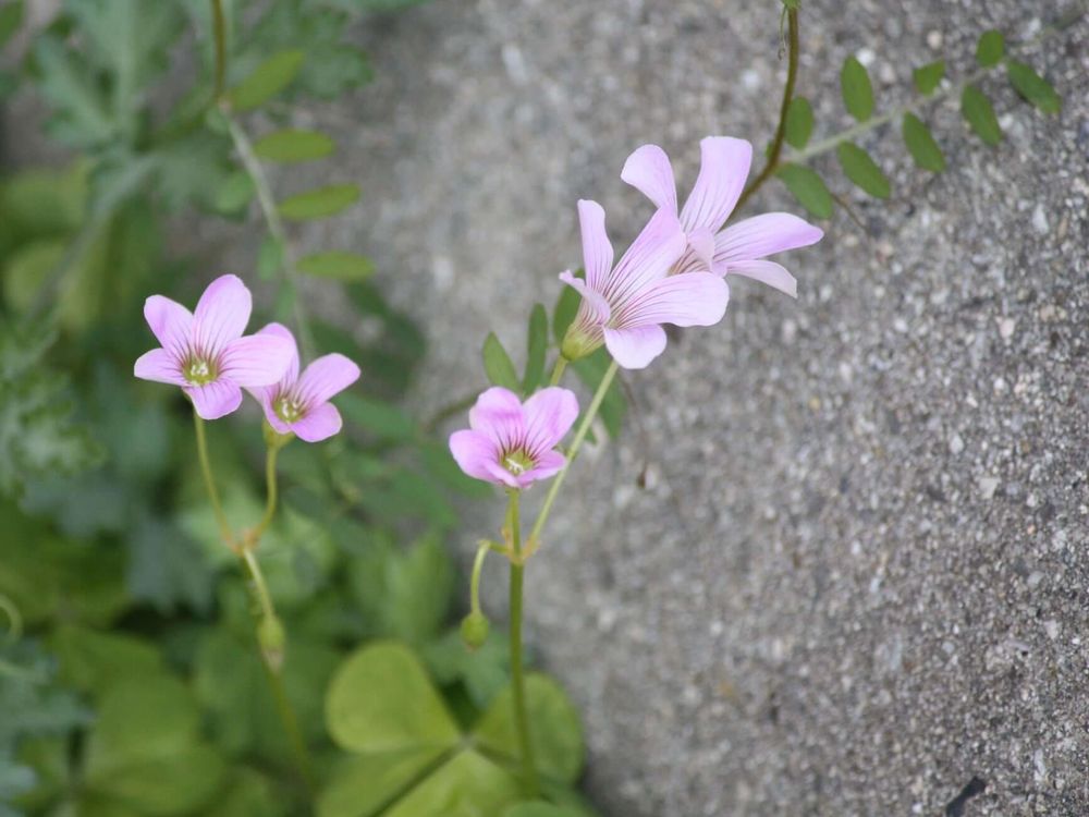 ムラサキカタバミ　ピンク色の花