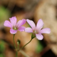 ムラサキカタバミの育て方｜花の特徴や開花時期は？花言葉の意味は？の画像