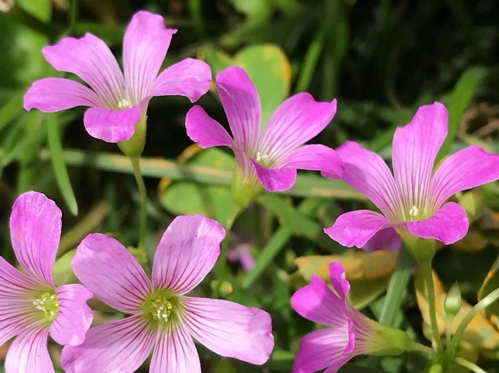 ムラサキカタバミ　ピンク色の花