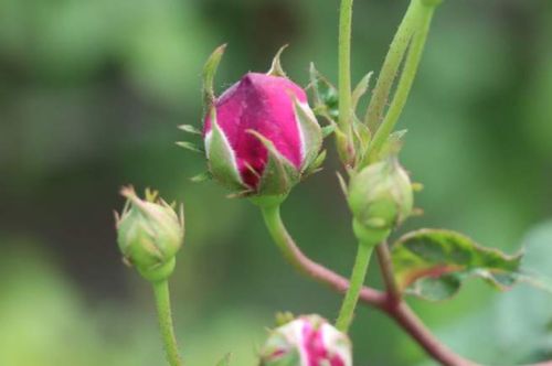 オールドローズとは 人気の種類やほかのバラとの違い 特徴は Greensnap グリーンスナップ