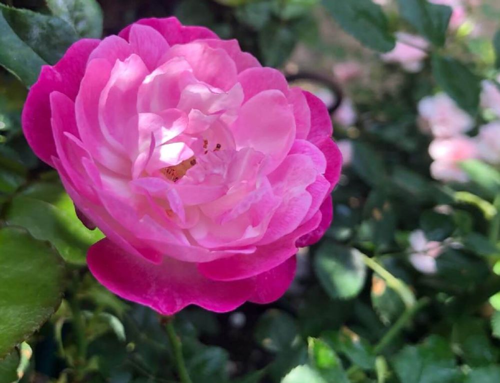 オールドローズ