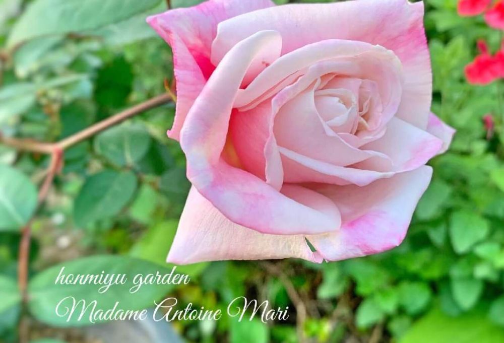 オールドローズ