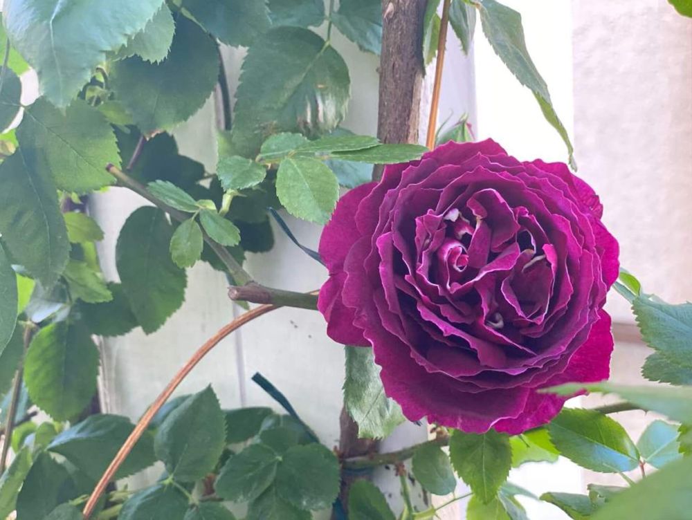 オールドローズ