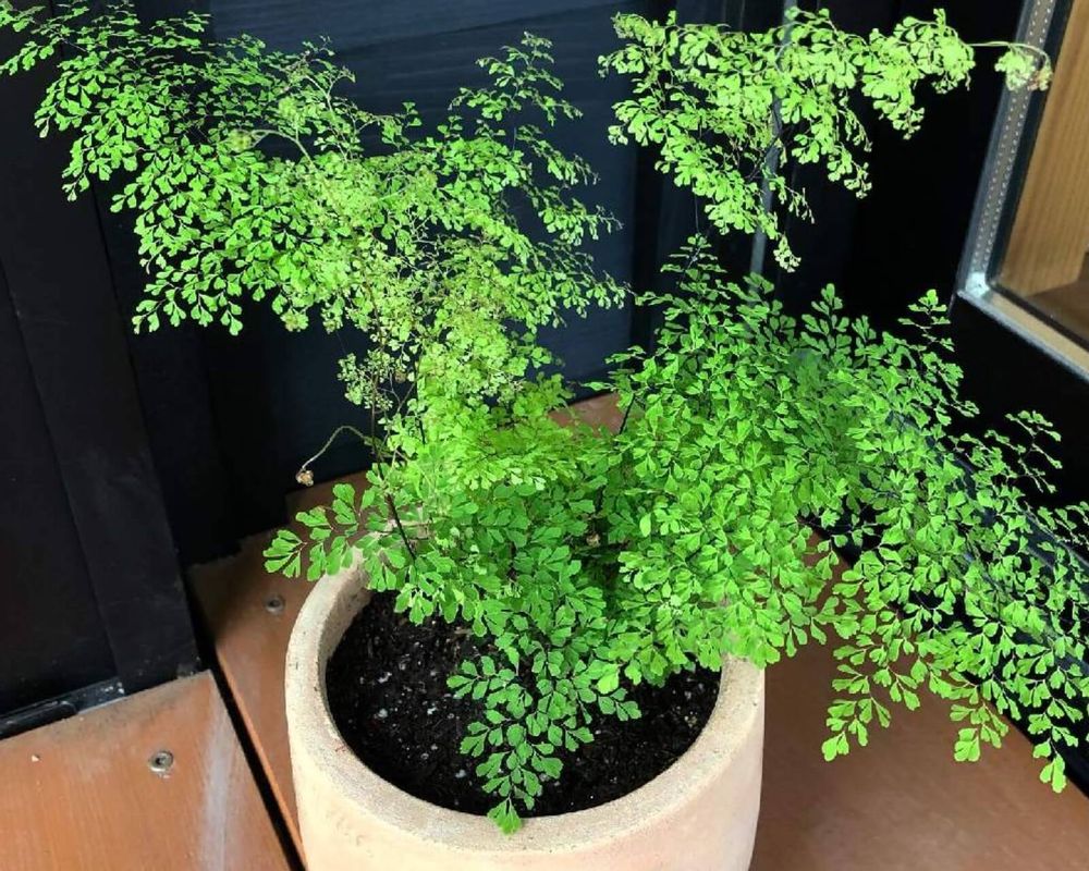 観葉植物