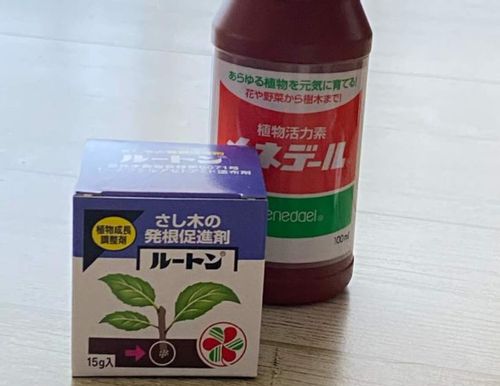 発根促進剤とは 種類や使い方 効果は 100均材料で自作できる Greensnap グリーンスナップ