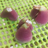 発根促進剤とは｜種類や使い方、効果は？100均材料で自作できる？の画像