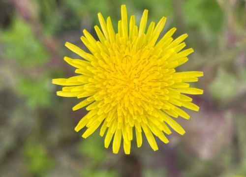 ノゲシ 野芥子 の花 花言葉や特徴は 食べることもできる Greensnap グリーンスナップ