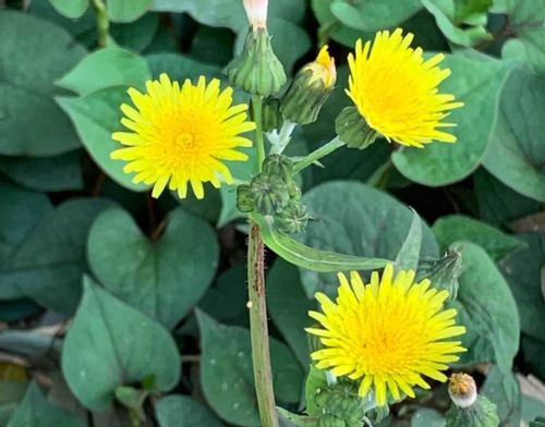 ノゲシ 野芥子 の花 花言葉や特徴は 食べることもできる Greensnap グリーンスナップ